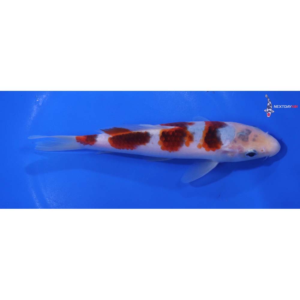 7” Imported Goromo