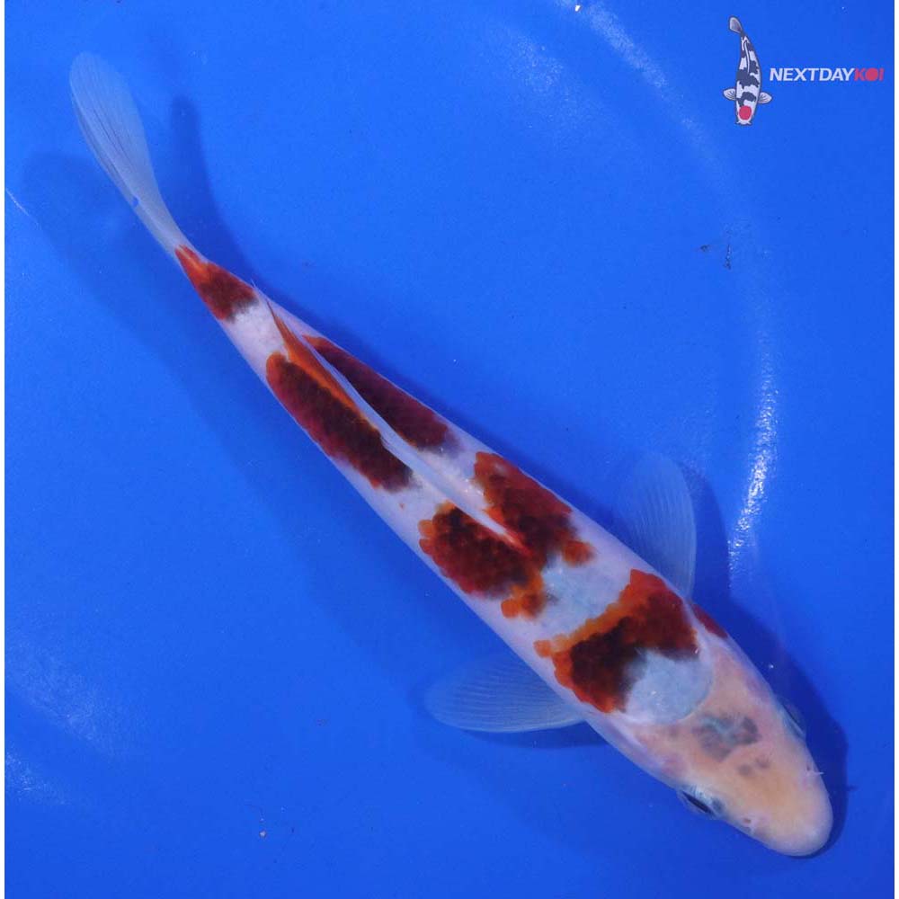 7” Imported Goromo