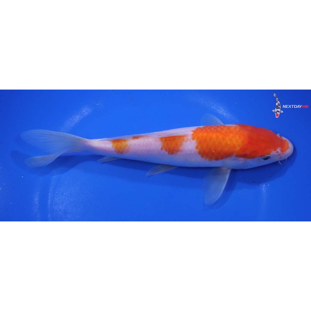 7.5” Imported Kohaku