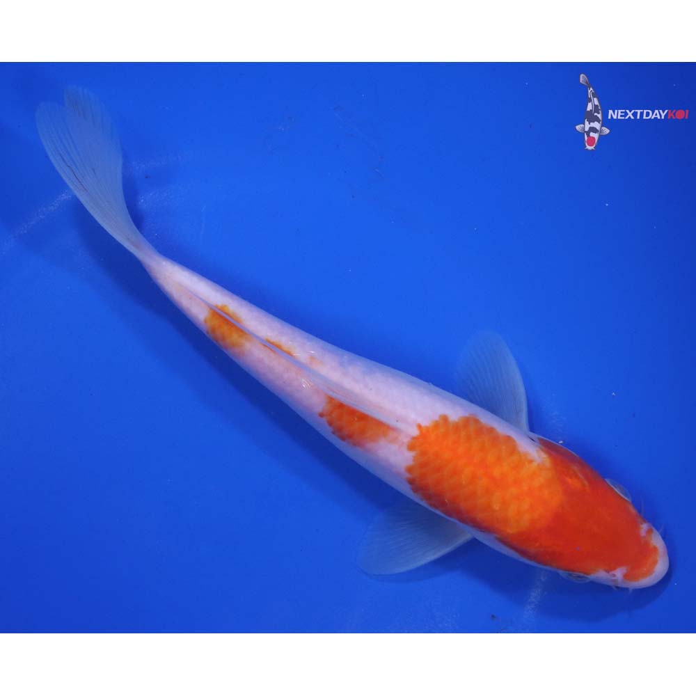 7.5” Imported Kohaku