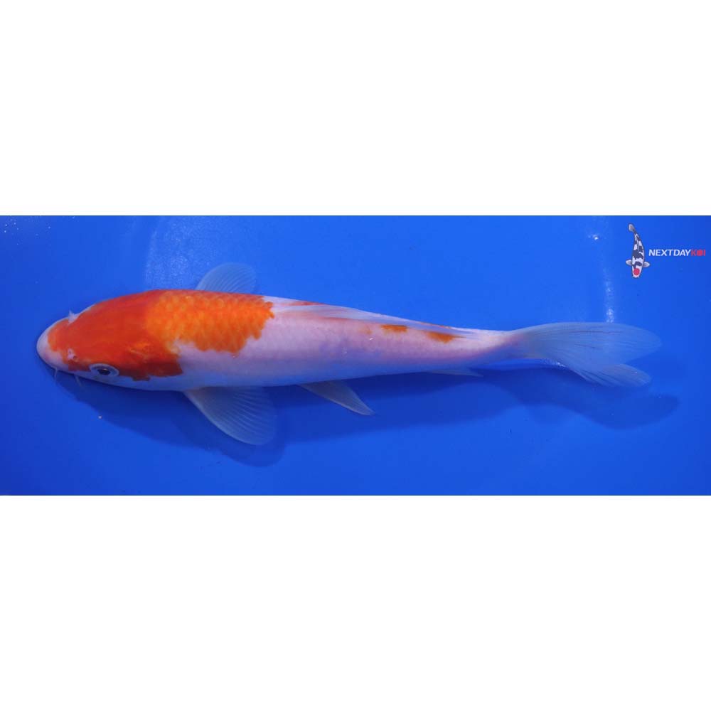 7.5” Imported Kohaku