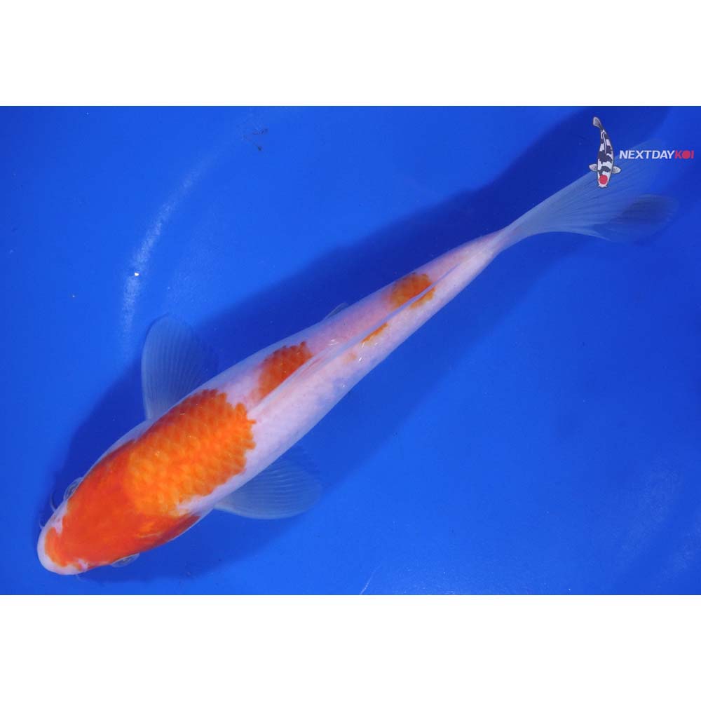 7.5” Imported Kohaku