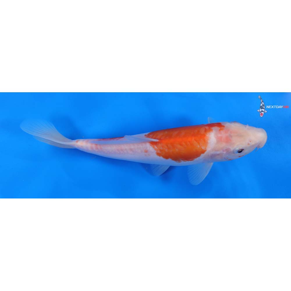 9” Imported Doitsu Kohaku