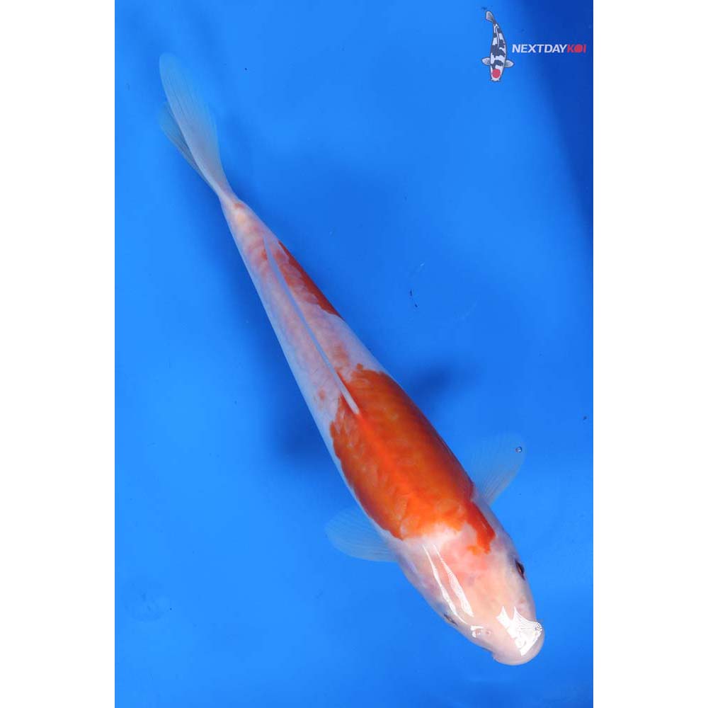 9” Imported Doitsu Kohaku