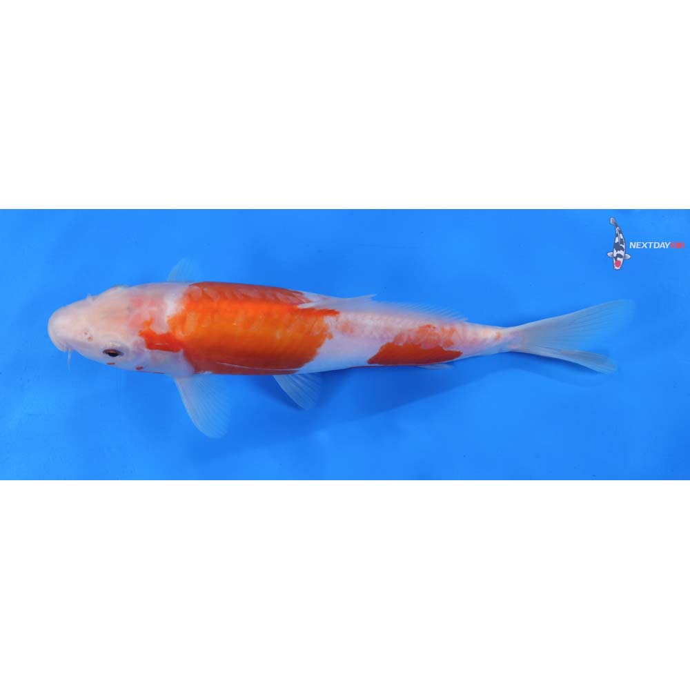 9” Imported Doitsu Kohaku