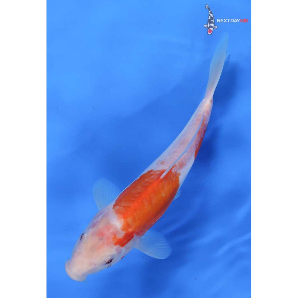 9” Imported Doitsu Kohaku