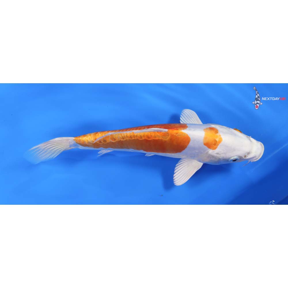 9.5” Imported Kikusui
