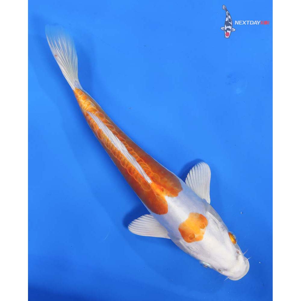 9.5” Imported Kikusui