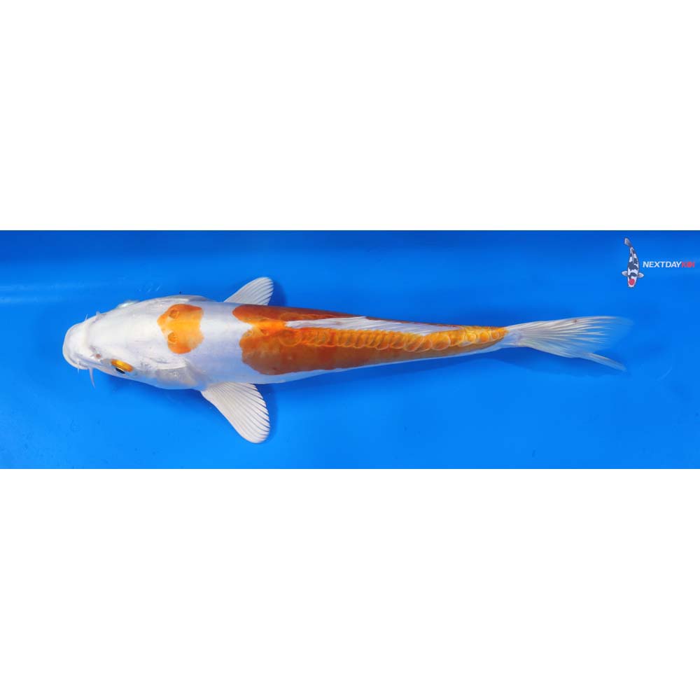 9.5” Imported Kikusui