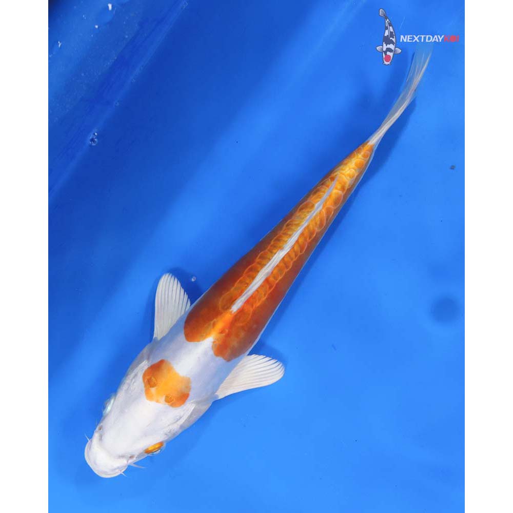 9.5” Imported Kikusui