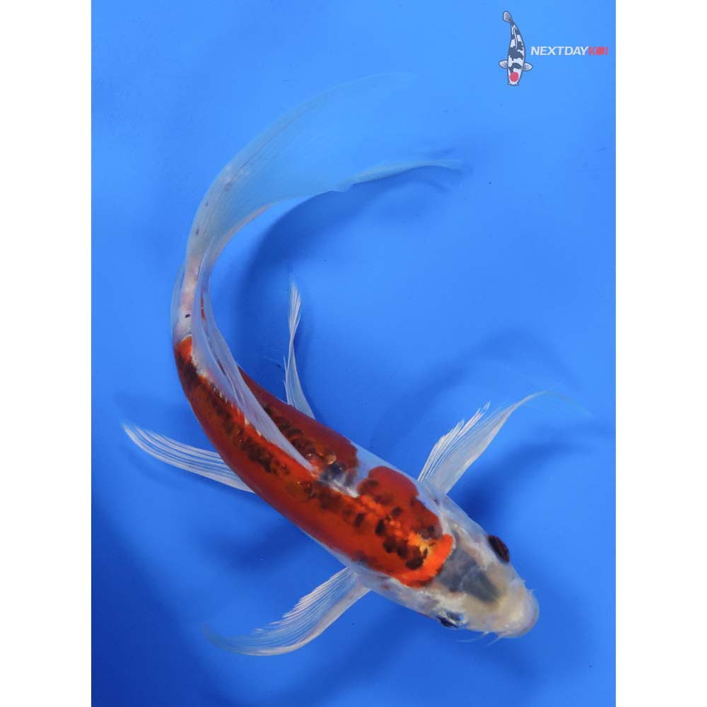 9” Imported Doitsu Kujaku Butterfly Koi