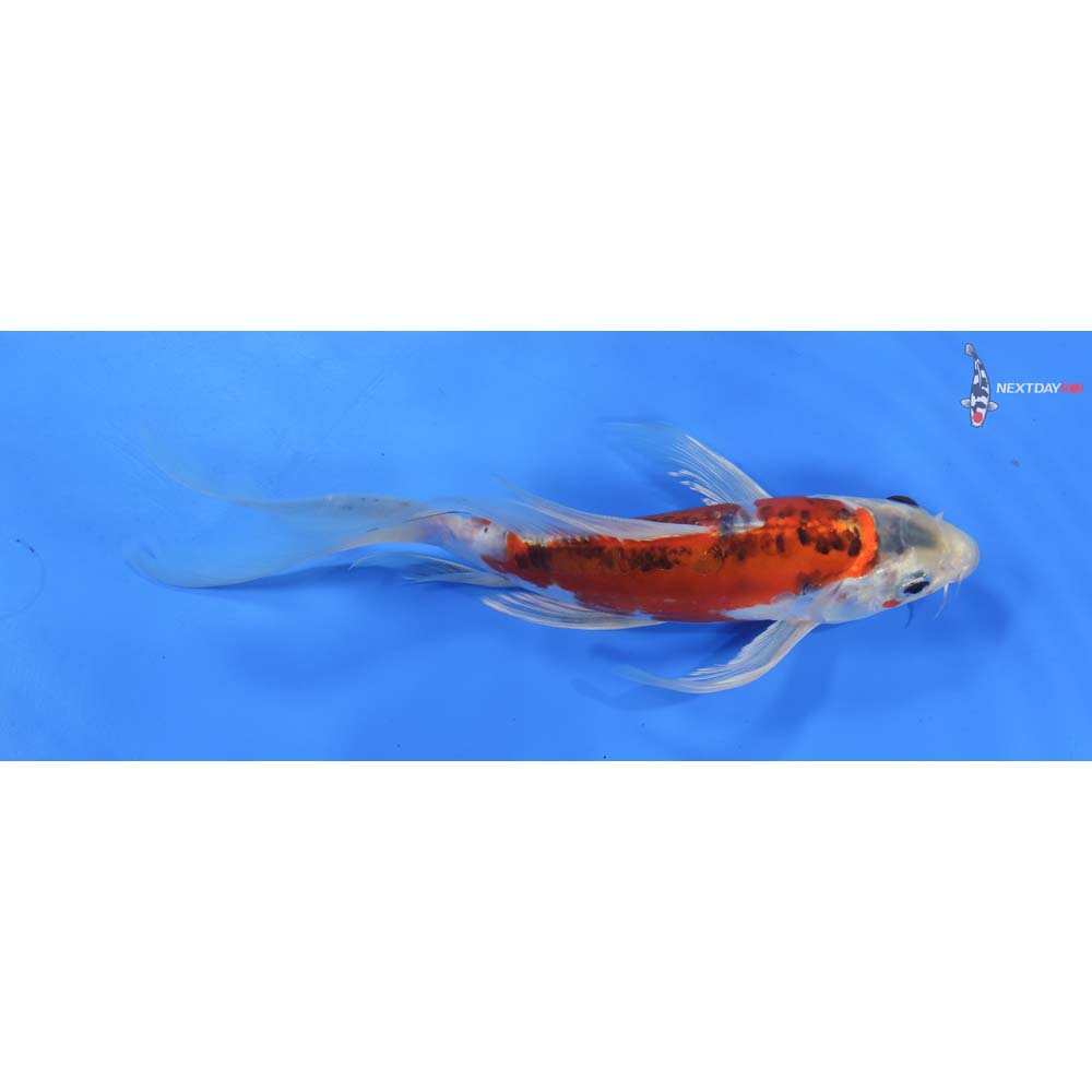 9” Imported Doitsu Kujaku Butterfly Koi