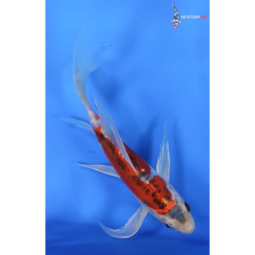 9” Imported Doitsu Kujaku Butterfly Koi