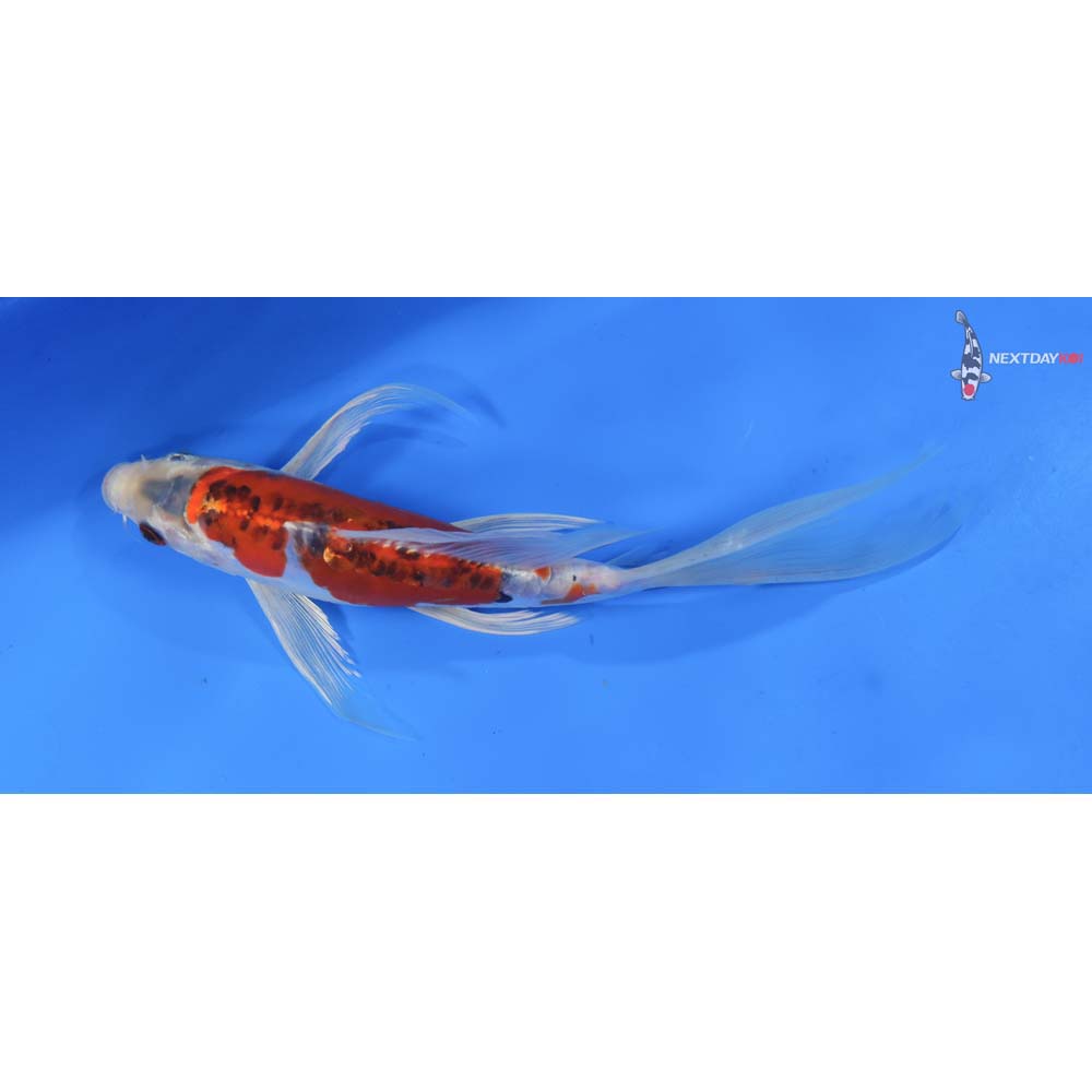 9” Imported Doitsu Kujaku Butterfly Koi