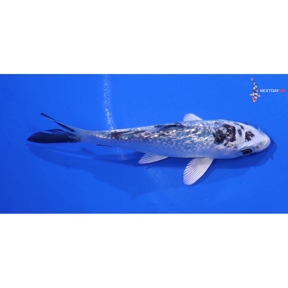4” Imported Gin Rin Gin Shiro Bekko