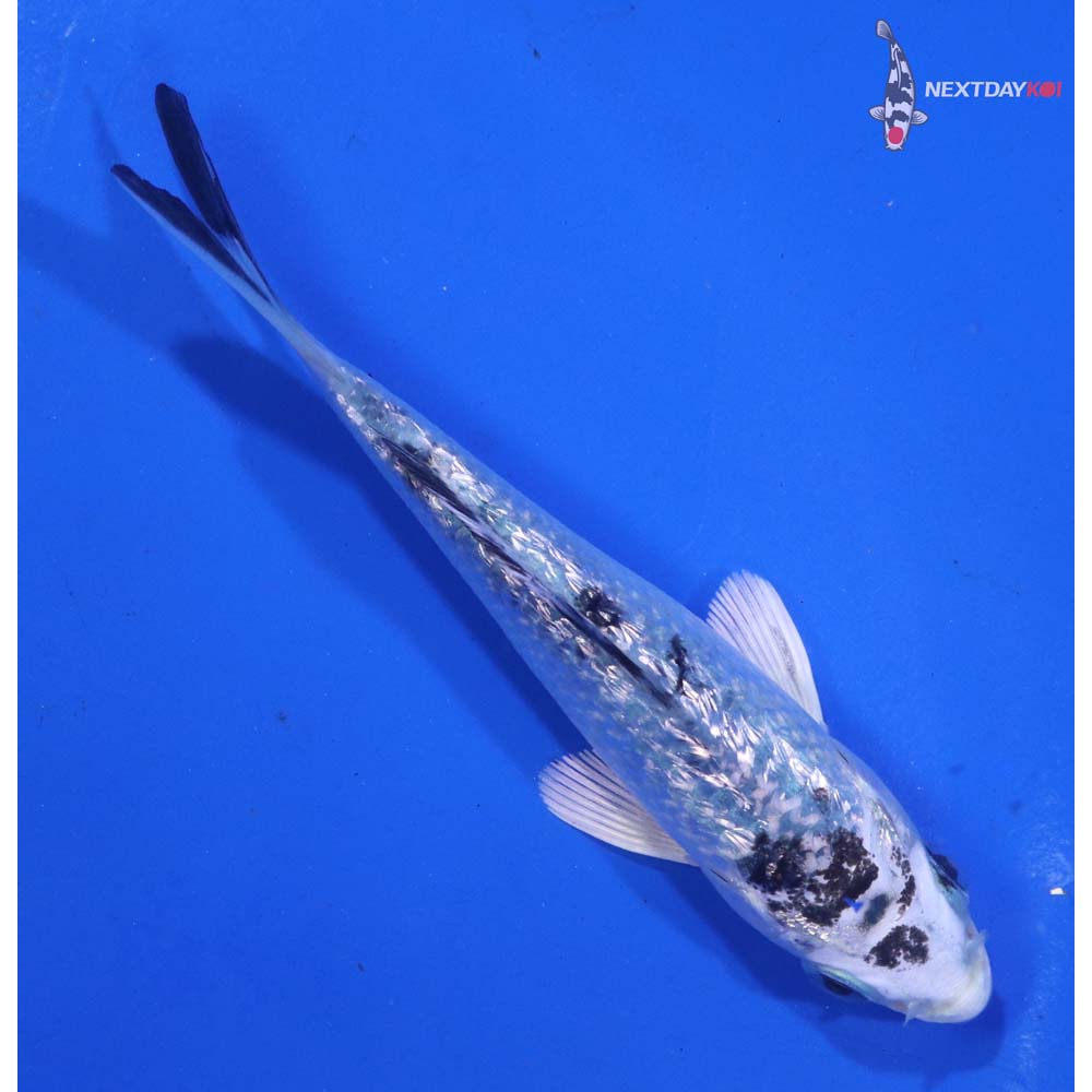 4” Imported Gin Rin Gin Shiro Bekko