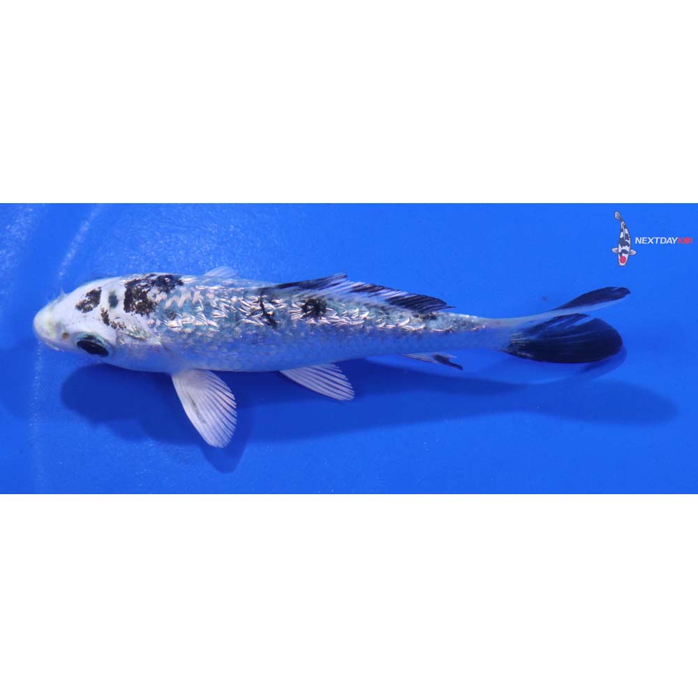 4” Imported Gin Rin Gin Shiro Bekko