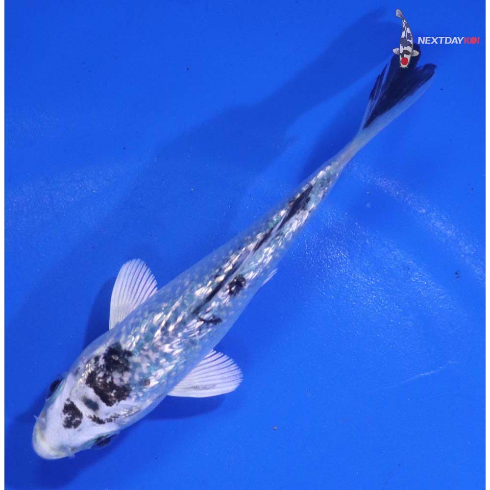 4” Imported Gin Rin Gin Shiro Bekko
