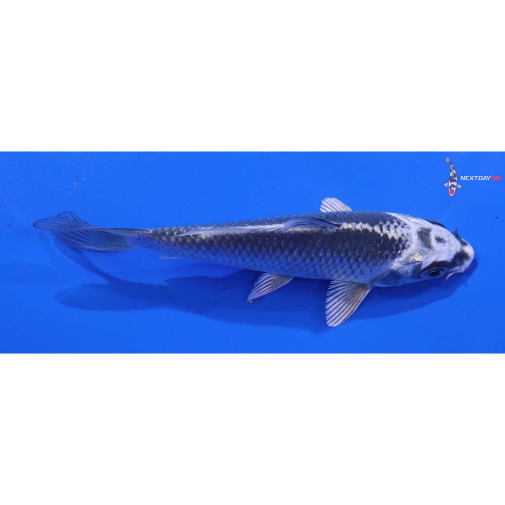 4” Imported Gin Matsuba