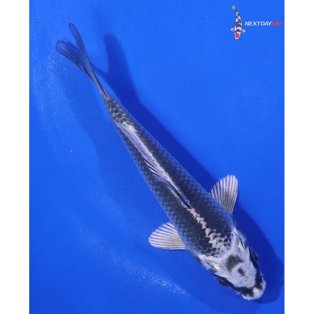 4” Imported Gin Matsuba
