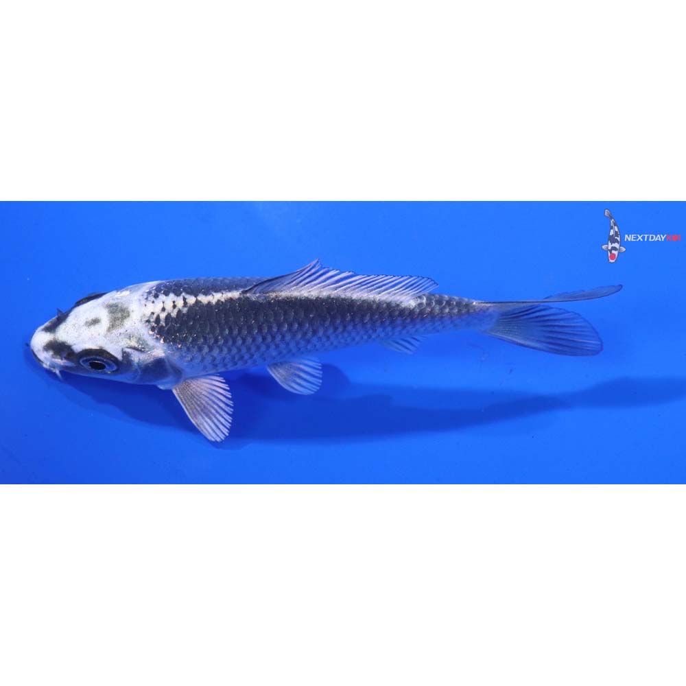 4” Imported Gin Matsuba