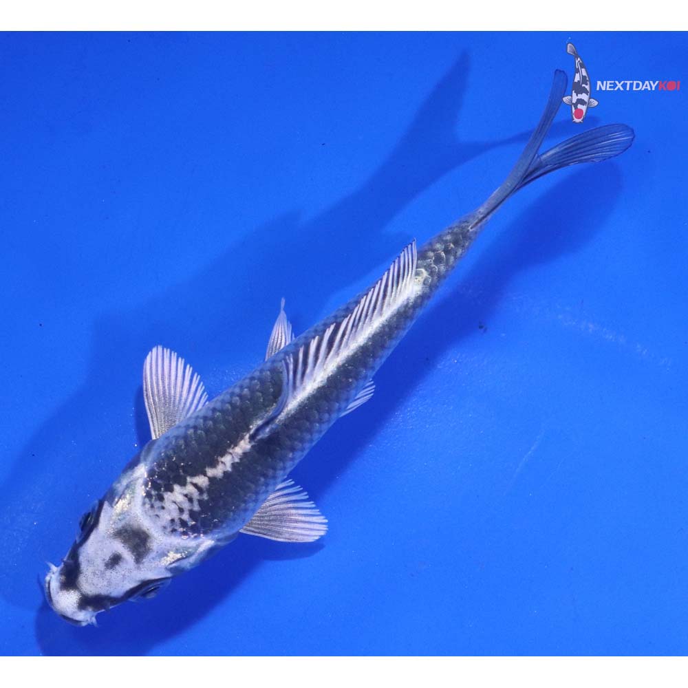 4” Imported Gin Matsuba