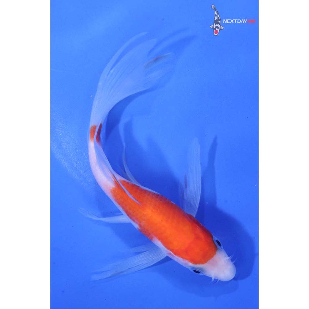 5.5” Imported Kohaku Butterfly Koi