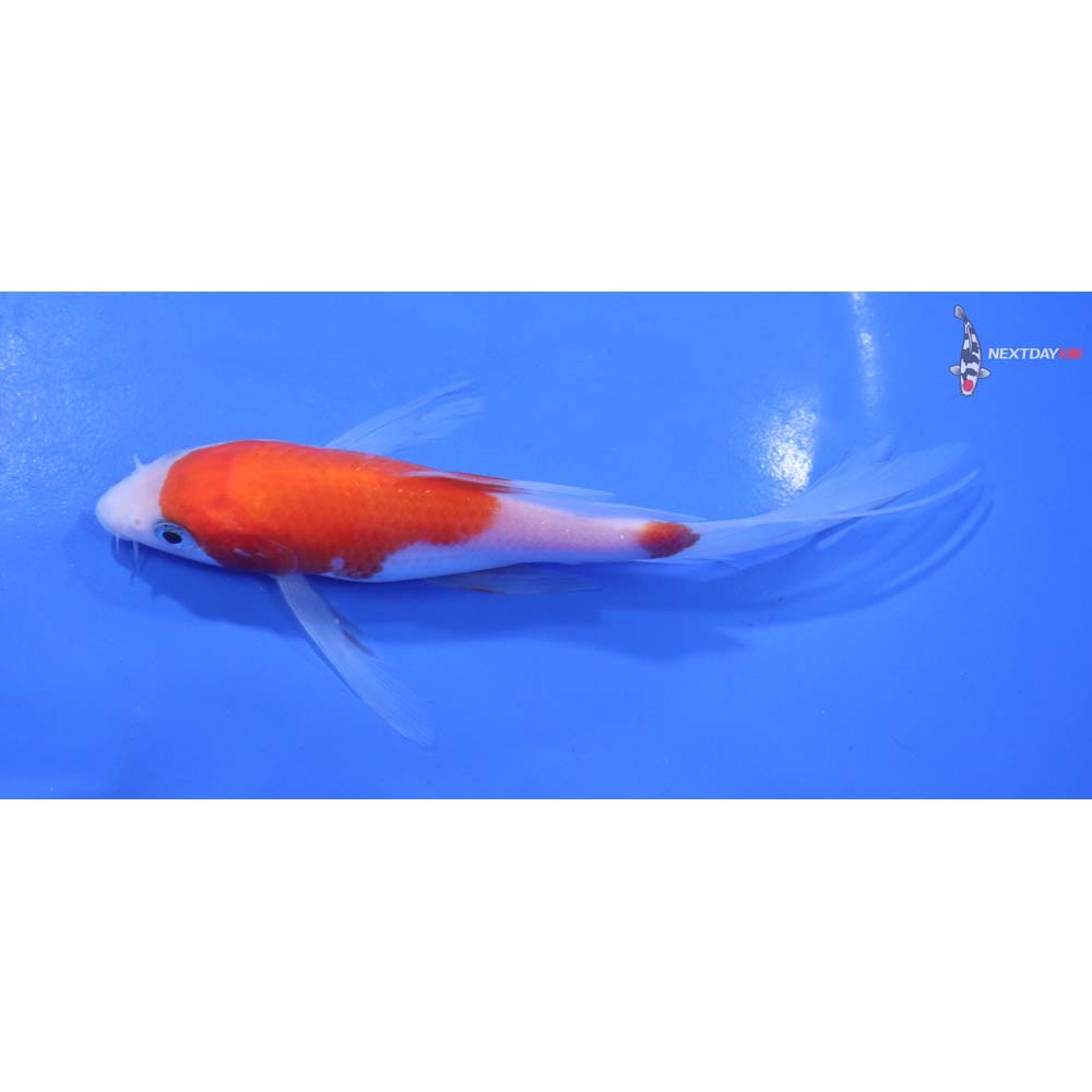 5.5” Imported Kohaku Butterfly Koi