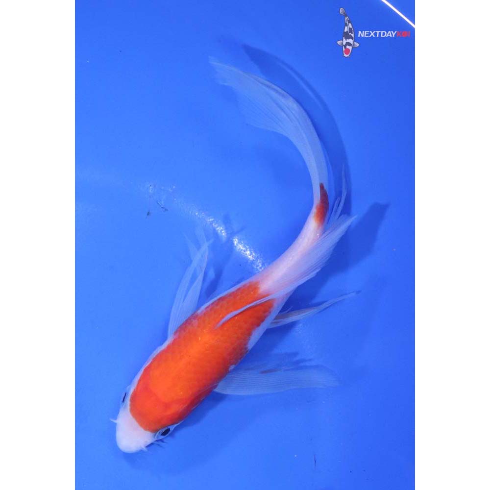 5.5” Imported Kohaku Butterfly Koi