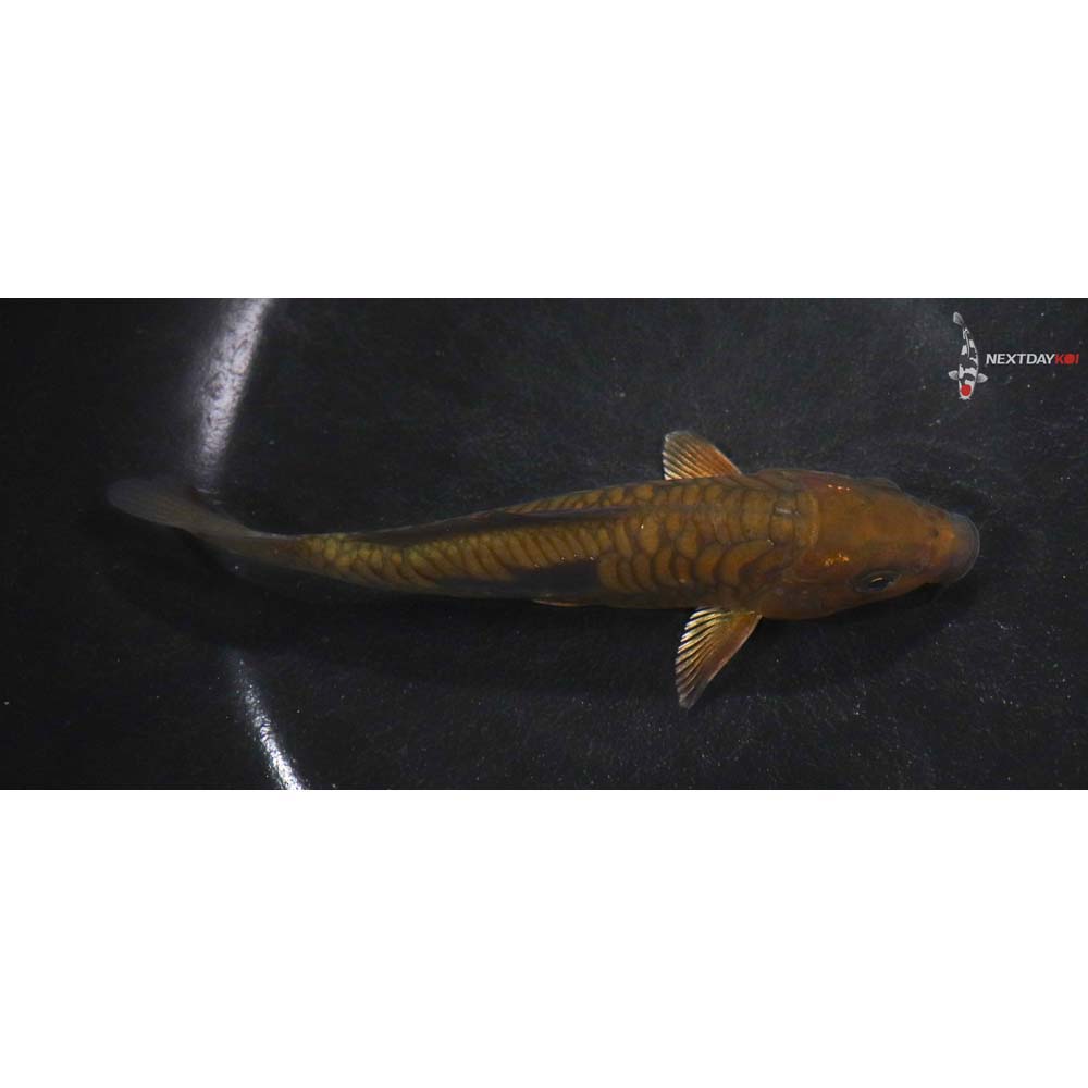 5.5” Imported Armor Scaled Chagoi