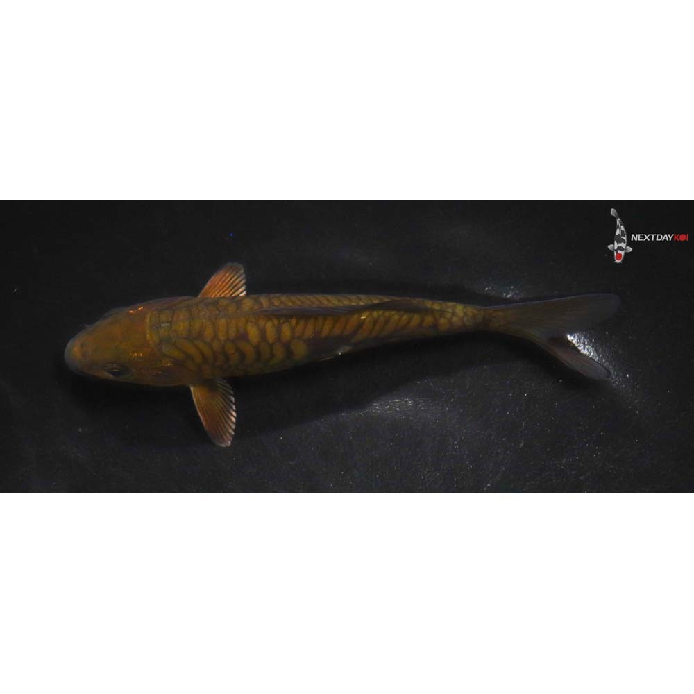 5.5” Imported Armor Scaled Chagoi