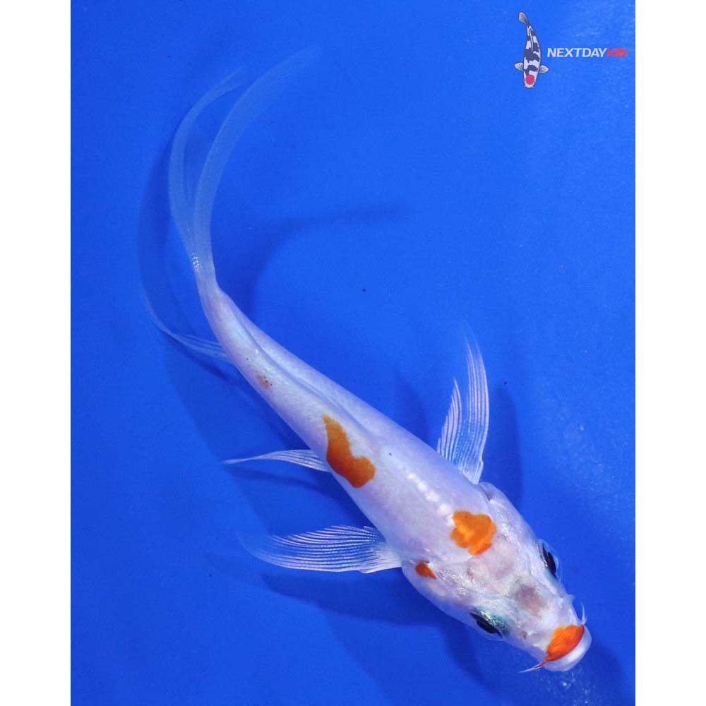3” Imported Kikusui Butterfly Koi