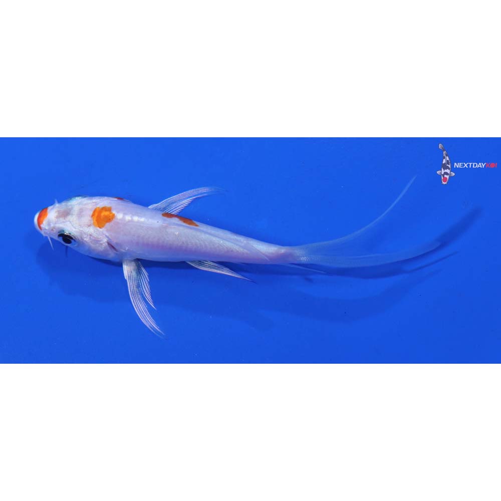 3” Imported Kikusui Butterfly Koi