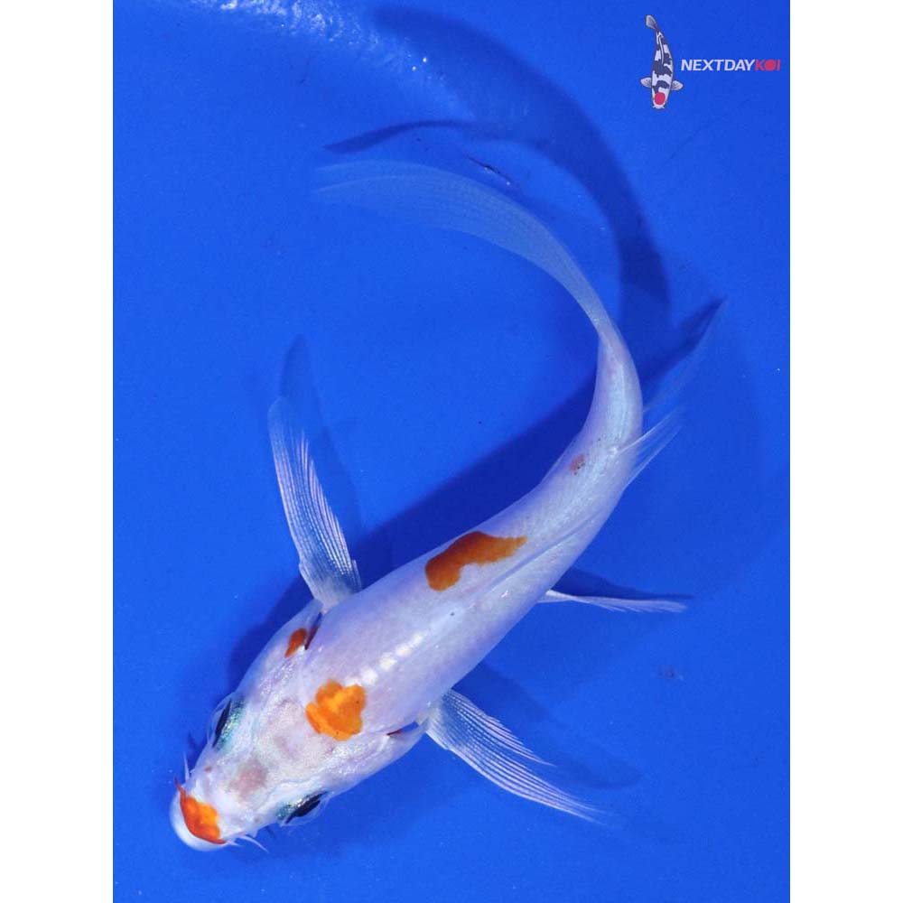 3” Imported Kikusui Butterfly Koi