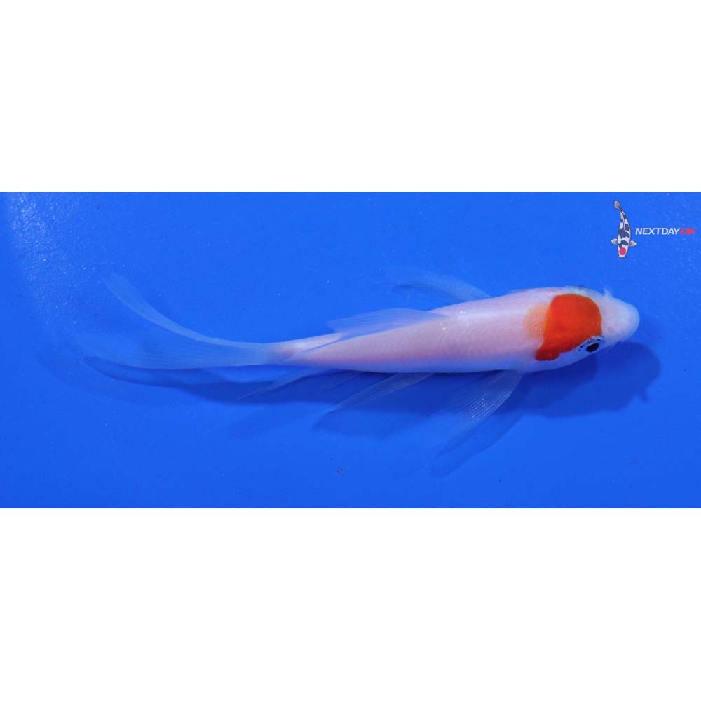 3.5” Imported Kohaku Butterfly Koi