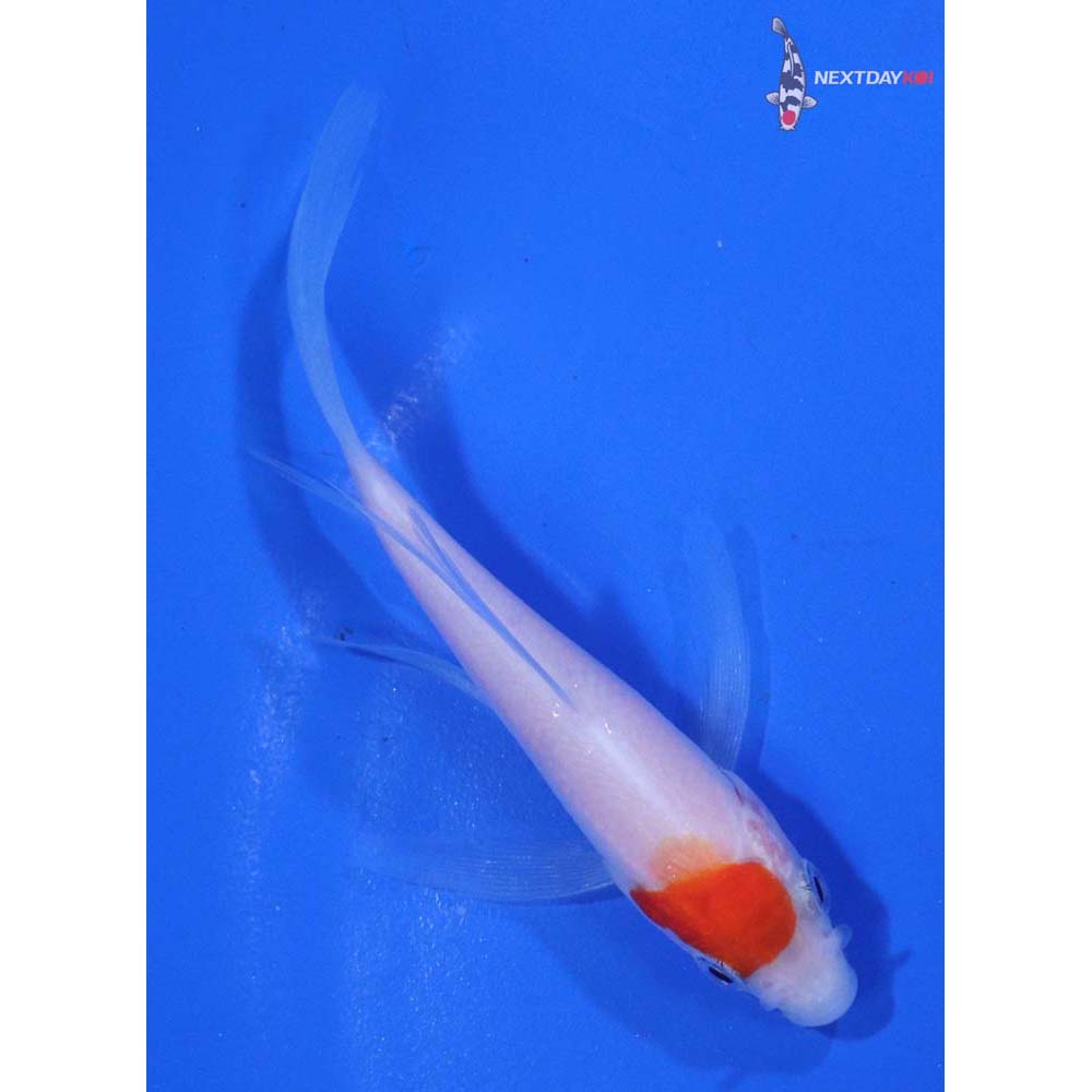 3.5” Imported Kohaku Butterfly Koi