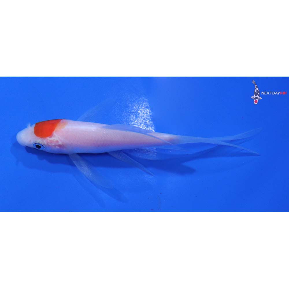 3.5” Imported Kohaku Butterfly Koi