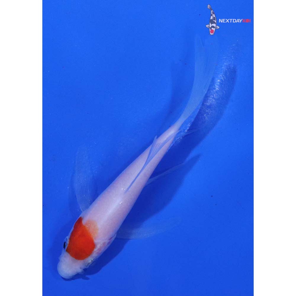 3.5” Imported Kohaku Butterfly Koi