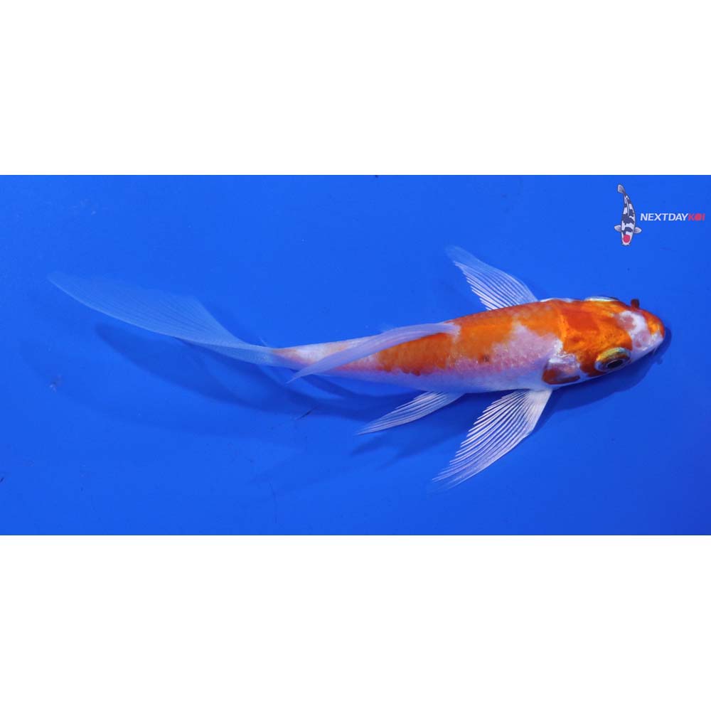 4” Imported Hariwake Butterfly Koi