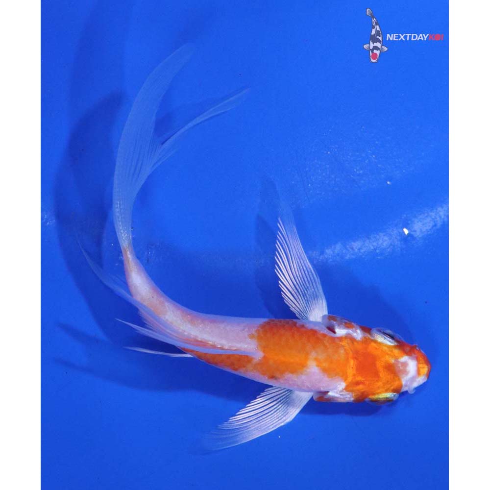 4” Imported Hariwake Butterfly Koi