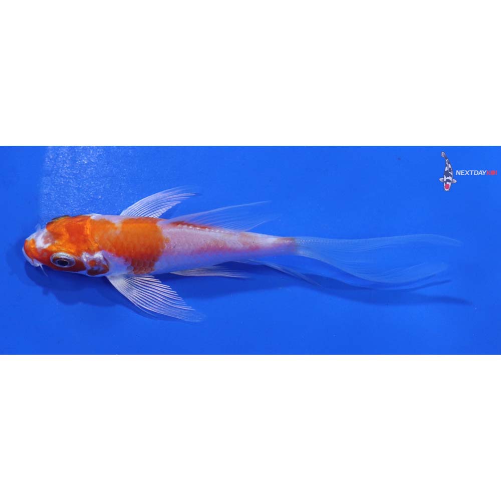4” Imported Hariwake Butterfly Koi