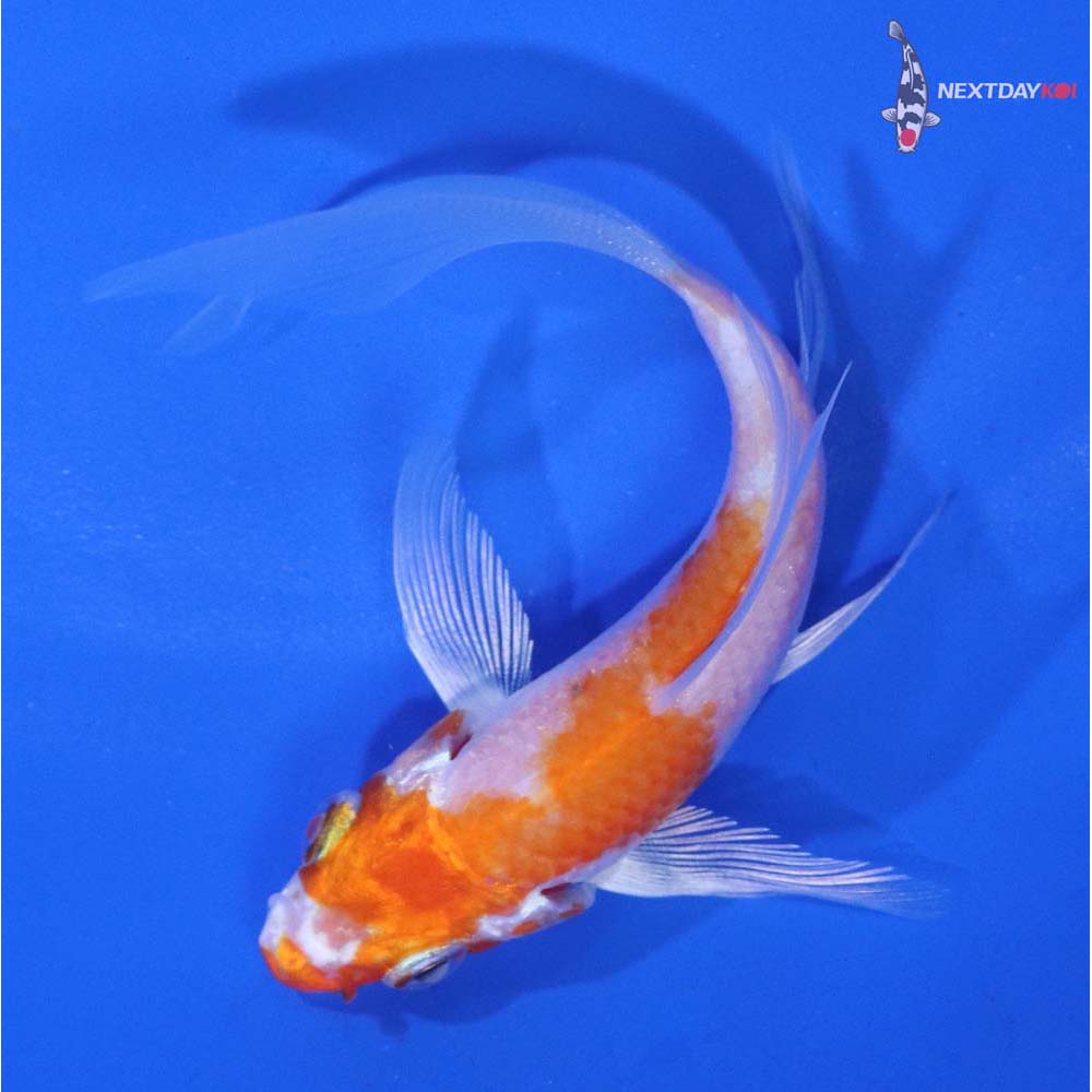 4” Imported Hariwake Butterfly Koi