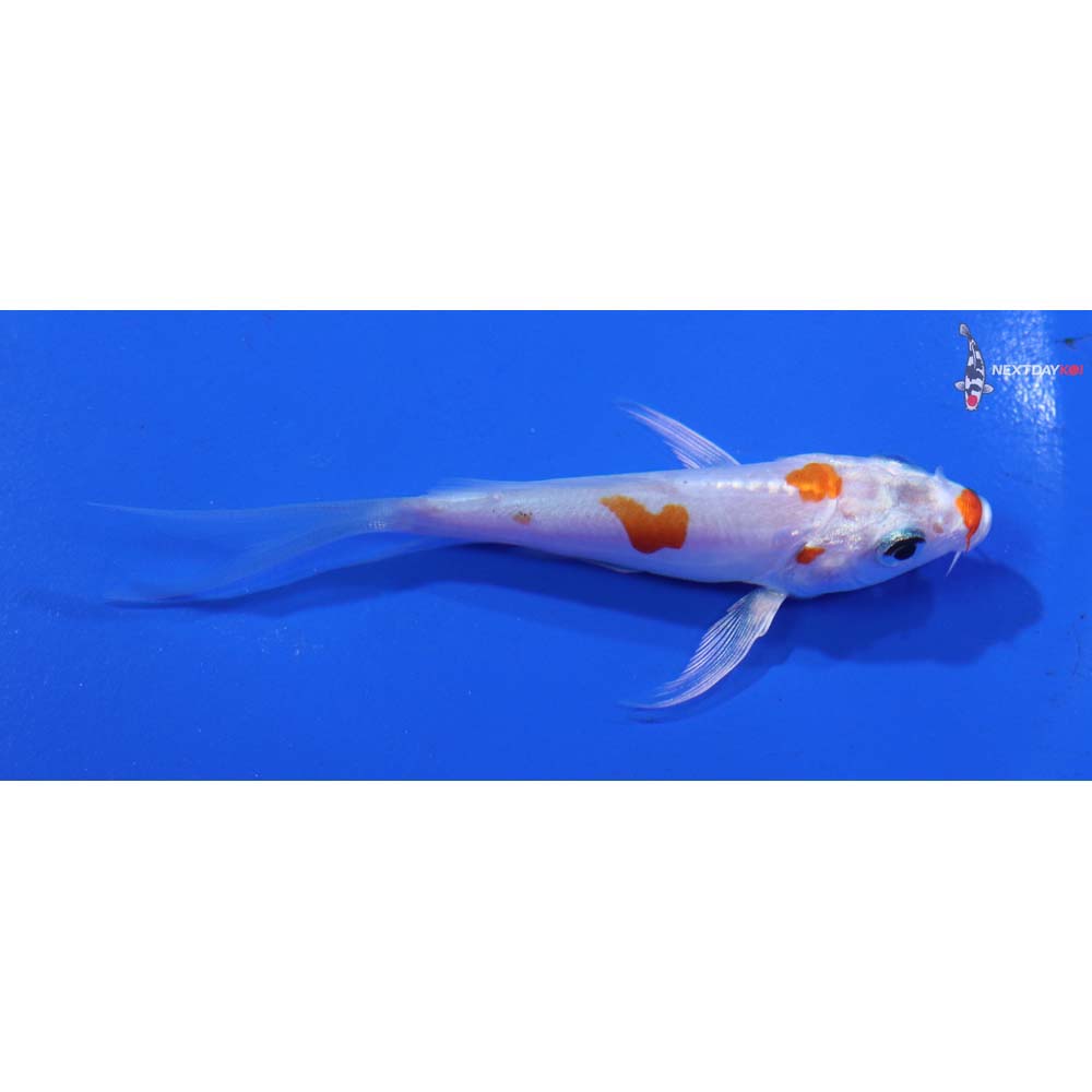 3” Imported Kikusui Butterfly Koi