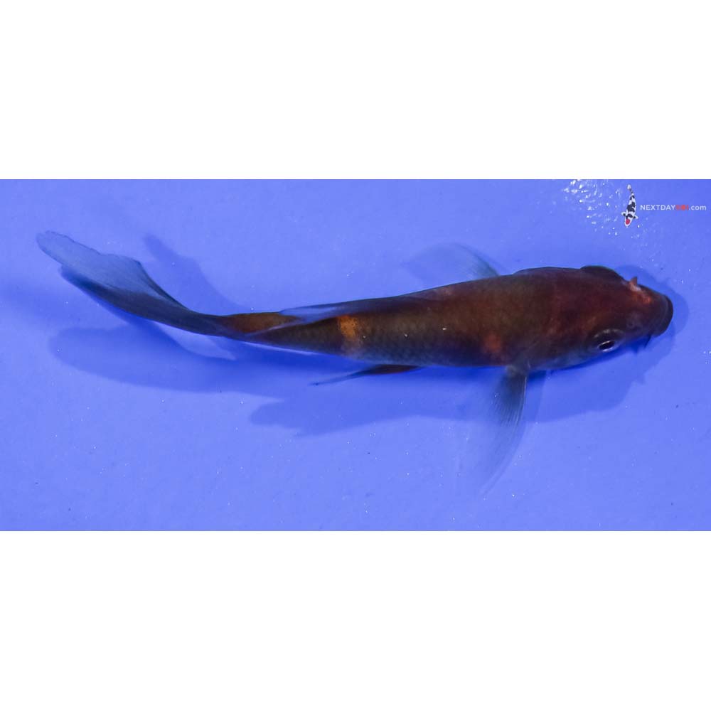 3” Imported Hi Utsuri Butterfly Koi