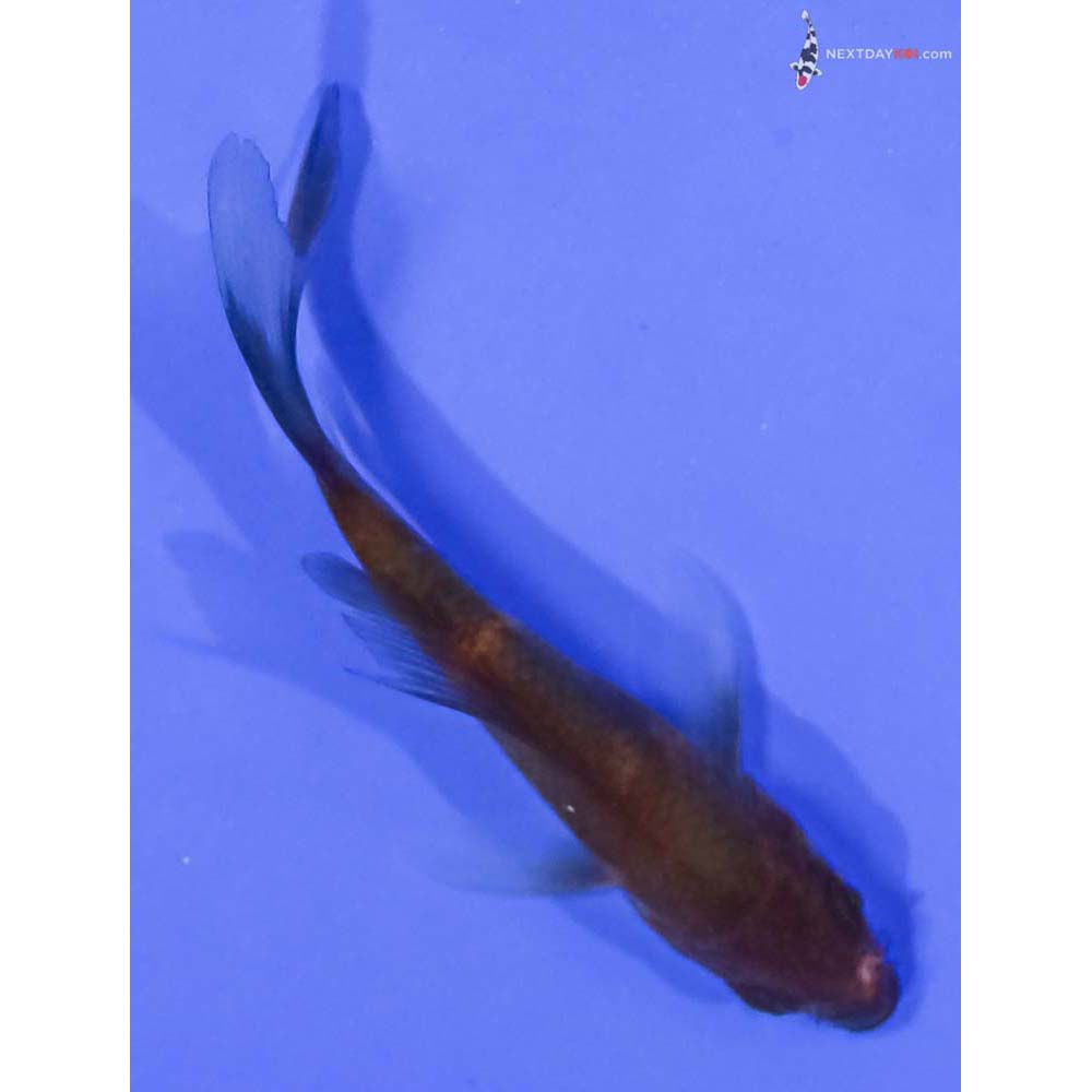 3” Imported Hi Utsuri Butterfly Koi