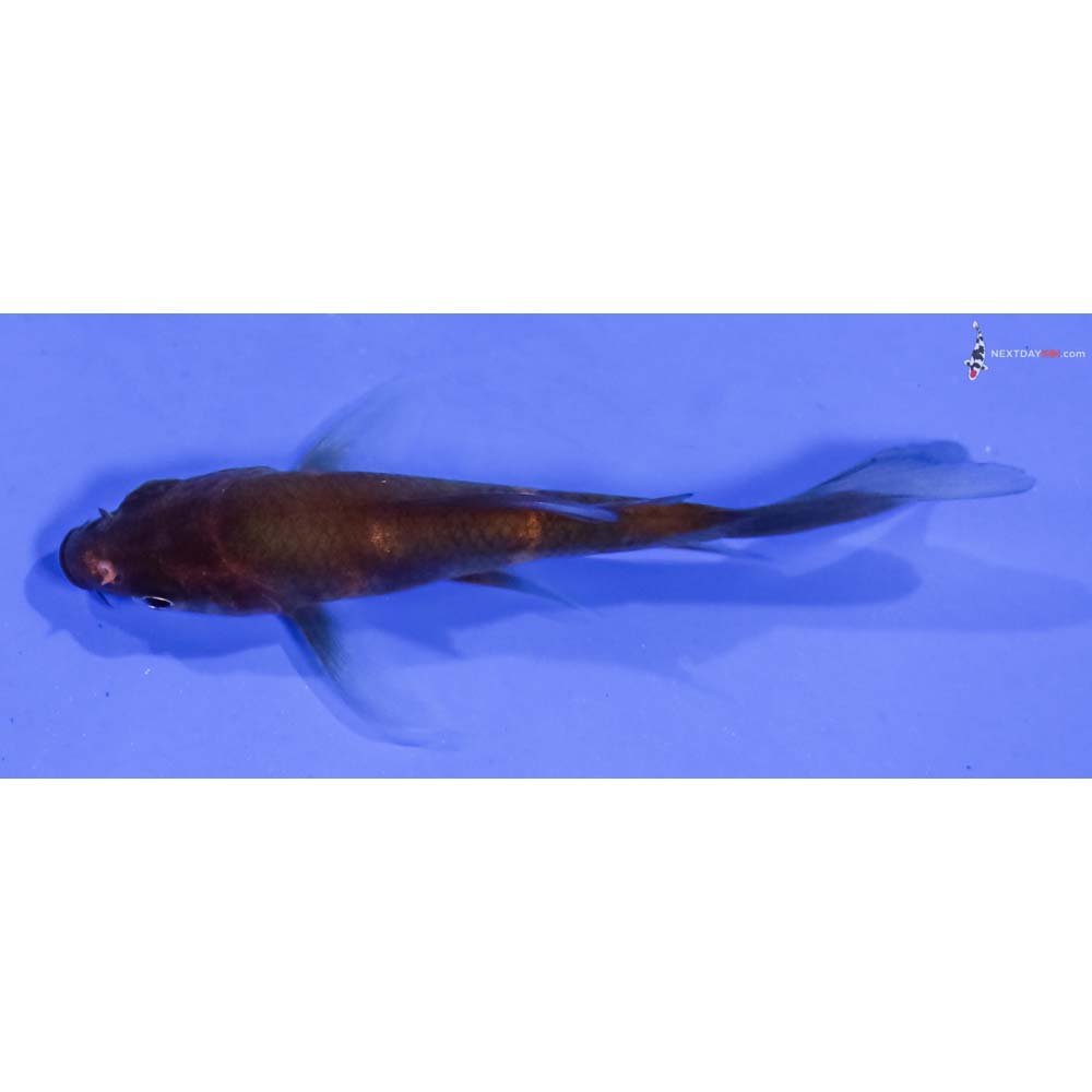 3” Imported Hi Utsuri Butterfly Koi