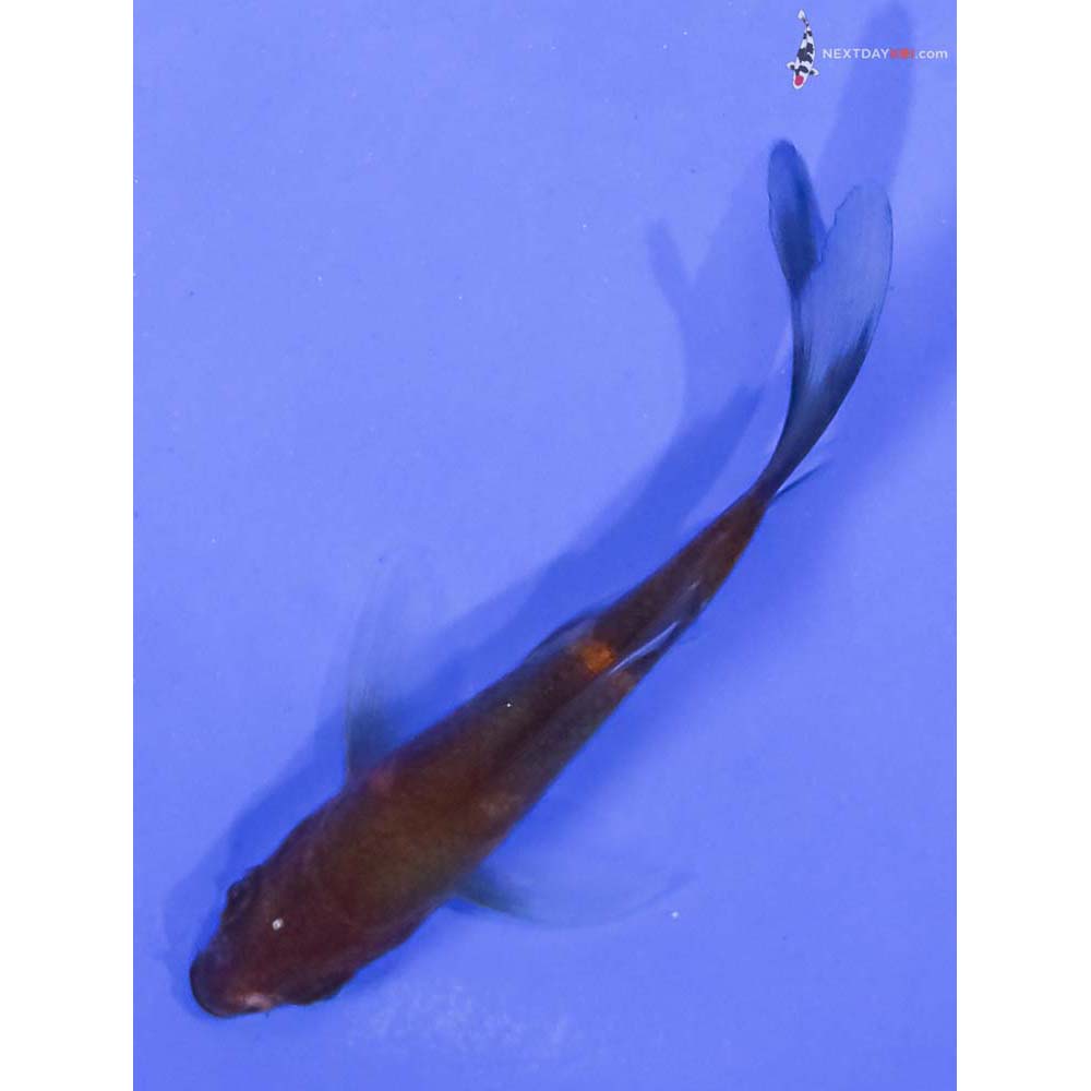3” Imported Hi Utsuri Butterfly Koi