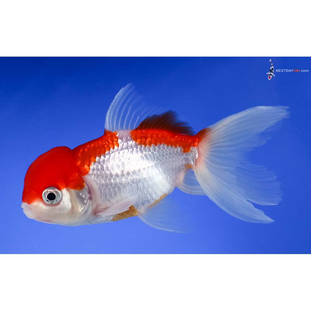 4” Imported Male Red and White Oranda