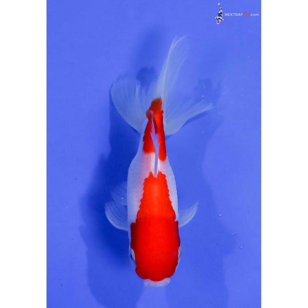 4” Imported Male Red and White Oranda