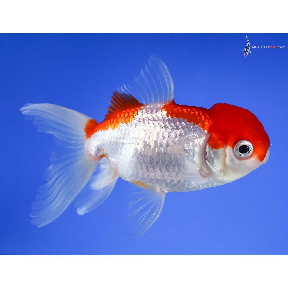 4” Imported Male Red and White Oranda